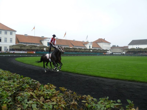 Hengstparade Ungarische Post.jpg