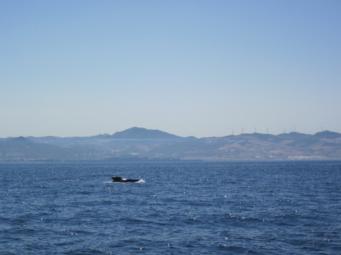 Delfin vor Afrika.JPG