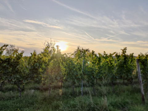 2025-09 Weinbau im Rheingau_Homepage (2).JPG