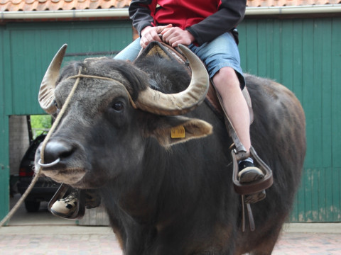 2014_06_Milch Kaese Eis u Co (108).JPG