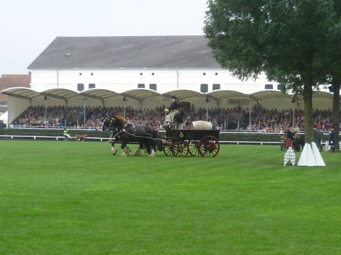 Hengstparade Shire Horses.jpg
