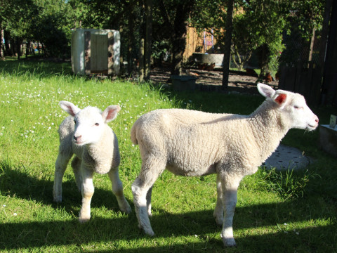 2014_06_Milch Kaese Eis u Co (341).JPG