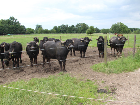 2014_06_Milch Kaese Eis u Co (26).JPG